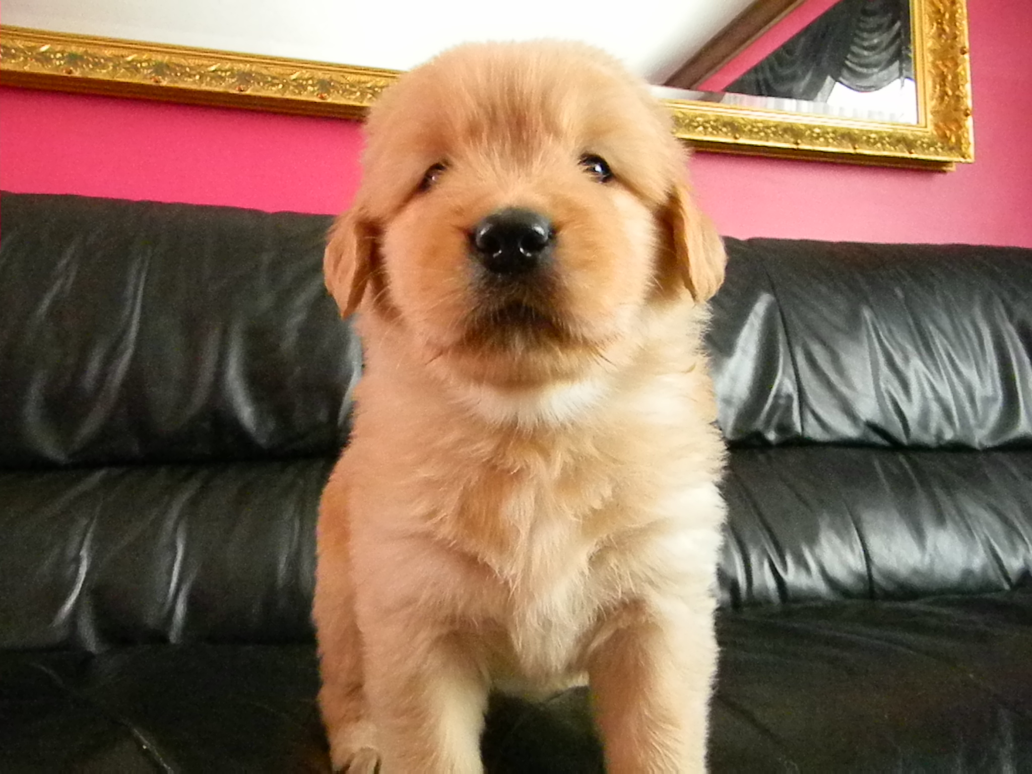 Golden Retriever Photos Our Goldens » Puppies from Past Litters
